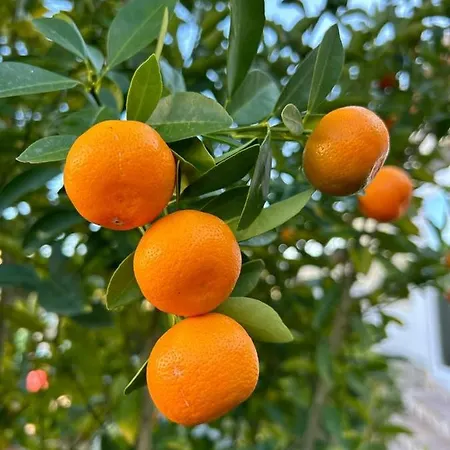 Casa Feliz Tatil parkı *